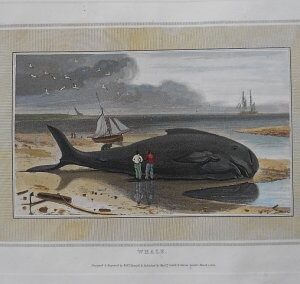(Whale) Daniel, William. London March 1807. Framed