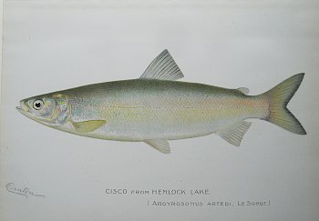 S.F. Denton (Cisco) Game Fish of New York State, 1895-1907