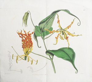 (Glorioso Lily) London: J. Ridgeway, 1816.