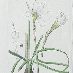 Pl. 1361 (White Amaryllis) London: Ridgeway, 1830.