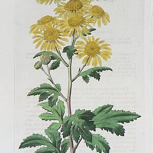Pl. 1287 (Chrysanthemum) London: Ridgeway, 1829.