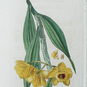 Pl 1299 (Dendrobium) London: Ridgeway, 1830.