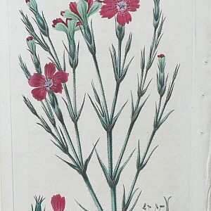 Pl. 27 (Dianthus) London: Ridgeway, 1829.