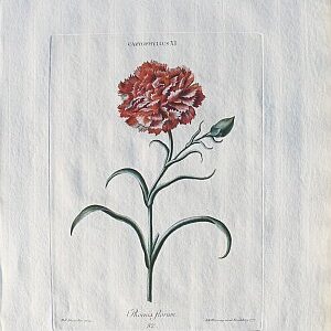 Georg Ehret and Christof Trew. (Carnation) Hortus Nitissimus. Nuremberg, 1750-86.
