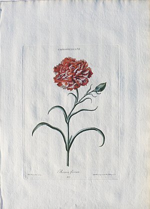 Georg Ehret and Christof Trew. (Carnation) Hortus Nitissimus. Nuremberg, 1750-86.