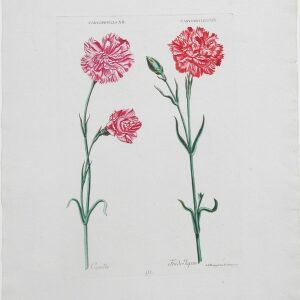 Georg Ehret and Christof Trew (Two Carnations) Hortus Nitidissimis Nuremberg: 1750-86.