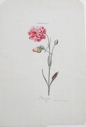 George Ehret and Christof Trew (Carnation) Hortus Nitiddissimis Nuremberg: 1750-86.