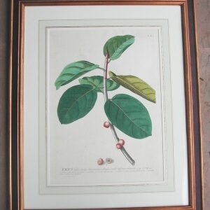 Georg Ehret and Christof Trew. Ficus Plantae Selectae. Nuremberg: 1750-73.