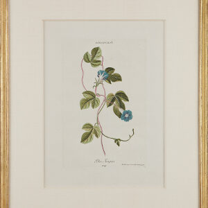 Georg Ehret and Christoph Tres (Morning Glory) Hortus Nitidissimus. Nuremberg, 1750-86.