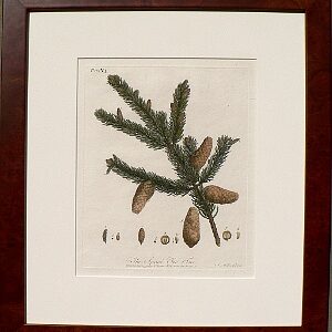 (Spruce) Silva... York: Alexander Hunter, 1786.