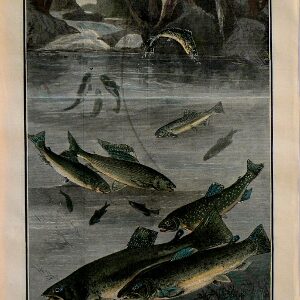 after Daniel Beard. (Brook Trout) New York: Harper's Weekly, 1880