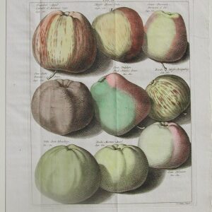 Tab. II (Apples) Pomona Fructis Arnheim: 1740.