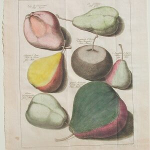 Tab. VIII (Pears) Pomona Fructis Arnheim: 1740.