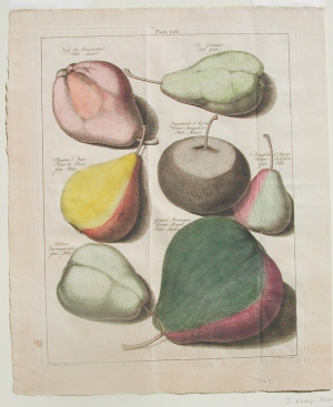 Tab. VIII (Pears) Pomona Fructis Arnheim: 1740.
