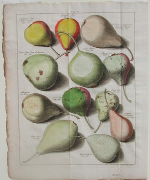 Tab. VI (Pears) Fructis Pomona Arnheim: 1740.