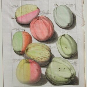 Tab. XI (Apples) Pomona Fructis Arnheim: 1740.