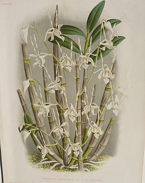 Pl. CXXIV (Dendrobium) Ghent, 1885.