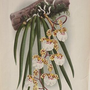 Pl. LXXII (Oncidium) Iconographie des Orcidees. Ghent, 1885.