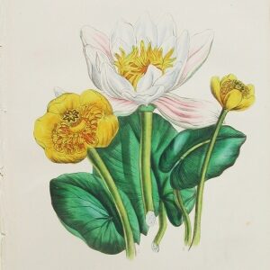 Plate 5 (Waterlilies) The Ladies' Flower Garden... London: 1850.