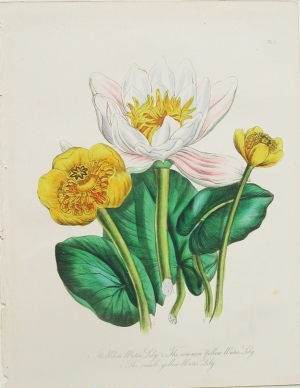 Plate 5 (Waterlilies) The Ladies' Flower Garden... London: 1850.