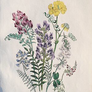 Plate 5 (Vetch) The Ladies Flower Garden. London, 1850.