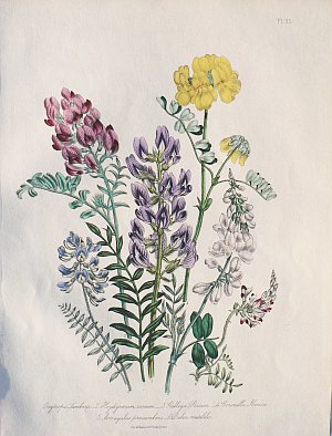 Plate 5 (Vetch) The Ladies Flower Garden. London, 1850.