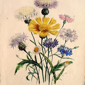 Plate 33. (Centaurea) The Ladies Flower Garden. London: Day & Haghe, 1841.