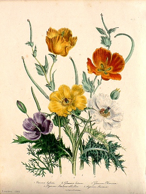 Platte 5. (Poppies) The Ladies Flower Garden. London: Day & Haghe, 1840.