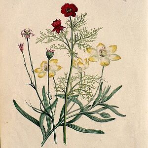 Plate 1. (Planstemon, Garridella, Adonis). The Ladies Flower Garden. London: Day & Haghe, 1841.