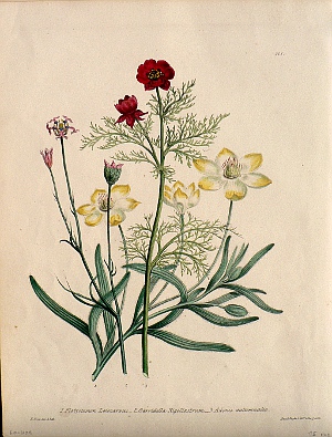 Plate 1. (Planstemon, Garridella, Adonis). The Ladies Flower Garden. London: Day & Haghe, 1841.
