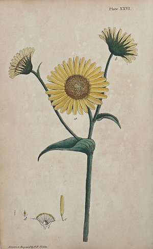 (Bane) System of Vegetables. London: J. White, 1799.