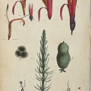 (Canna) System of Vegetables. London: J. White 1799.