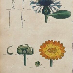 (Centaurea, Marigold) System of Vegetables. London: J. White, 1799. $50.00