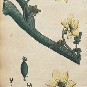 (Squirting Cucumber) System of Vegetables. London: J. White, 1799.