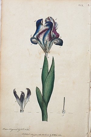 (Iris) System of Vegetables. London: J. White, 1799.