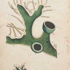 (Lichen) System of Vegetables. London: J. White 1799.