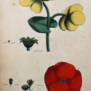 (Marigold, Poppy) System of Vegetables. London: J. White, 1799.