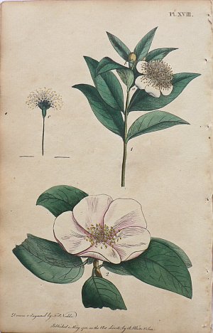 (Myrtle, Quince) System of Vegetables. London: J. White, 1799.