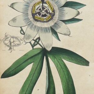 (Passion Flower) System of Vegetables. London: J. White 1799.