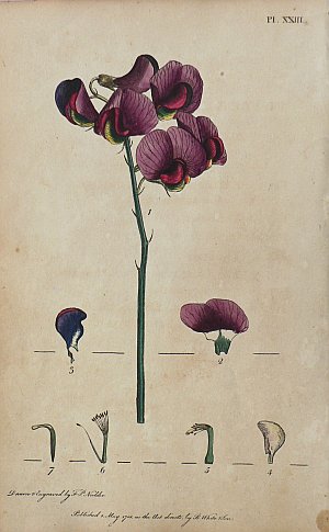 (Pea) System of Vegetables. London: J. White, 1799.