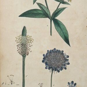 (Scabiosa) System of Vegetables. London: J. White, 1799.
