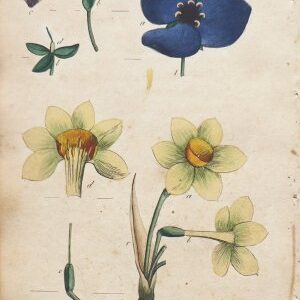 (Narcissus, Spiderwort) System of Vegetables. London: J. White 1799.