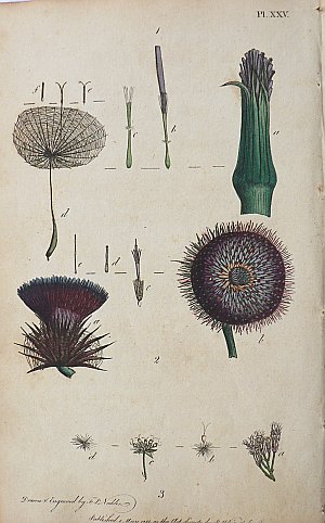 (Thistle) System of Vegetables. London: J. White, 1799.