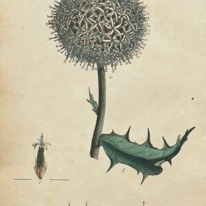 (Thistle) System of Vegetables. London: J. White, 1799.