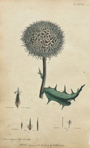 (Thistle) System of Vegetables. London: J. White, 1799.
