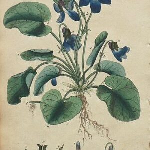 (Violet) System of Vegetables. London: J. White, 1799.