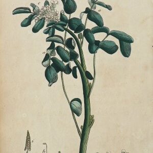 (Watercress) System of Vegetables. London: J. White, 1799.