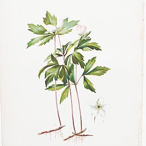 (Anemone) Native Flowers and Ferns. Boston: L. Prang, 1878.