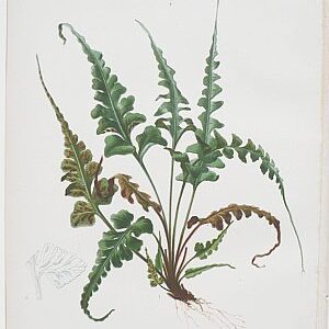 (Fern) Native Flowers and Ferns. Boston: L. Prang, 1878.