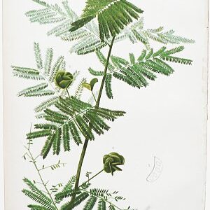 (Fern) Native Flowers and Ferns. Boston: L. Prang 1878.